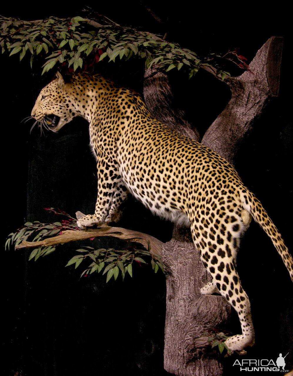 Leopard Full Mount Taxidermy