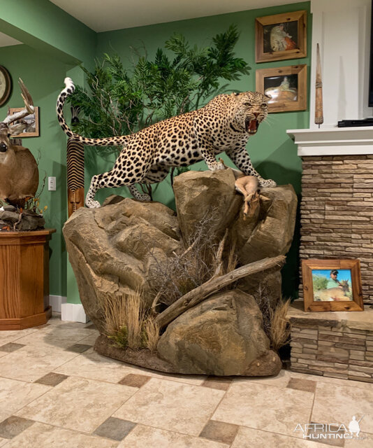 Leopard Full Mount Taxidermy