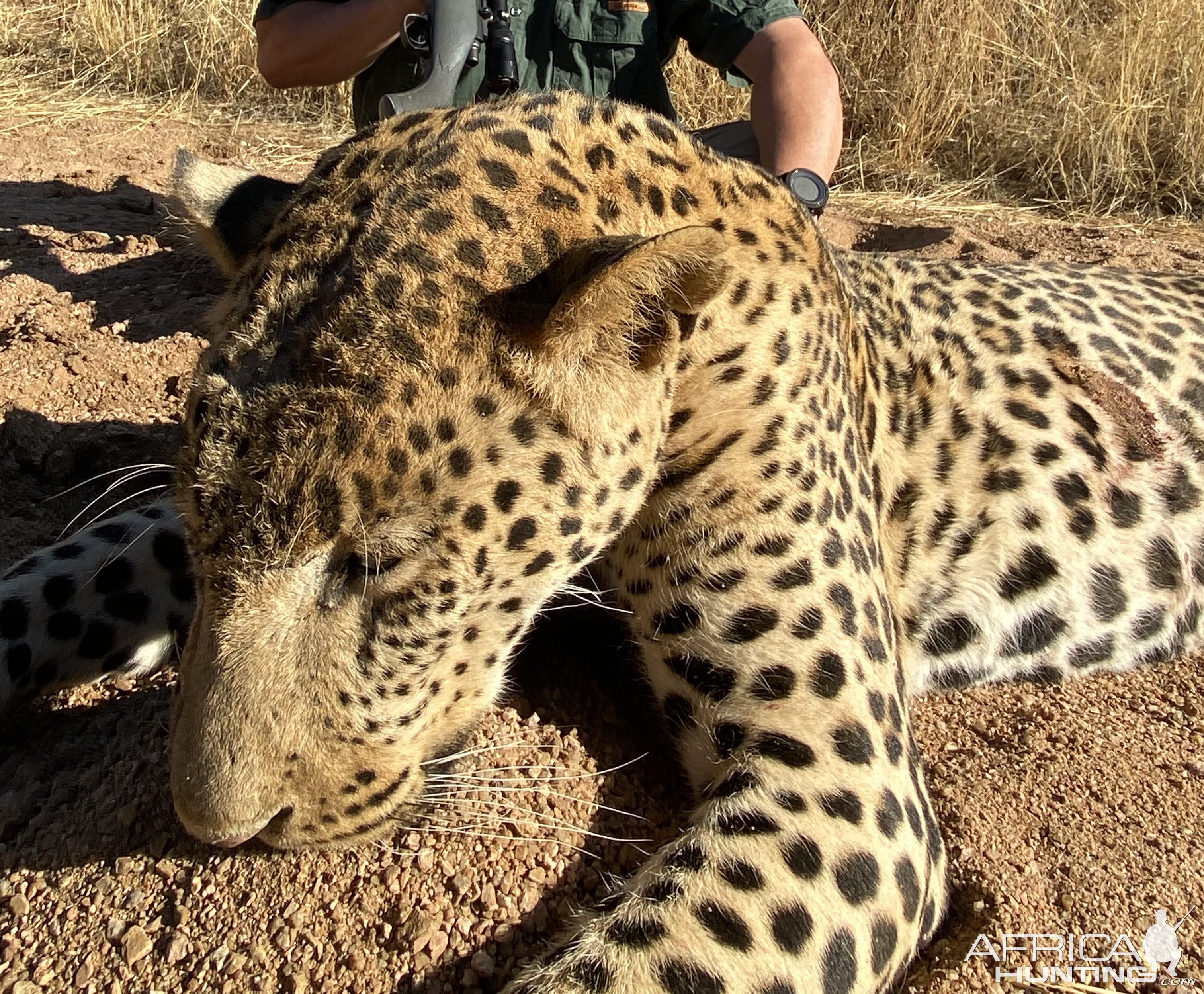 Leopard Hunt Namibia