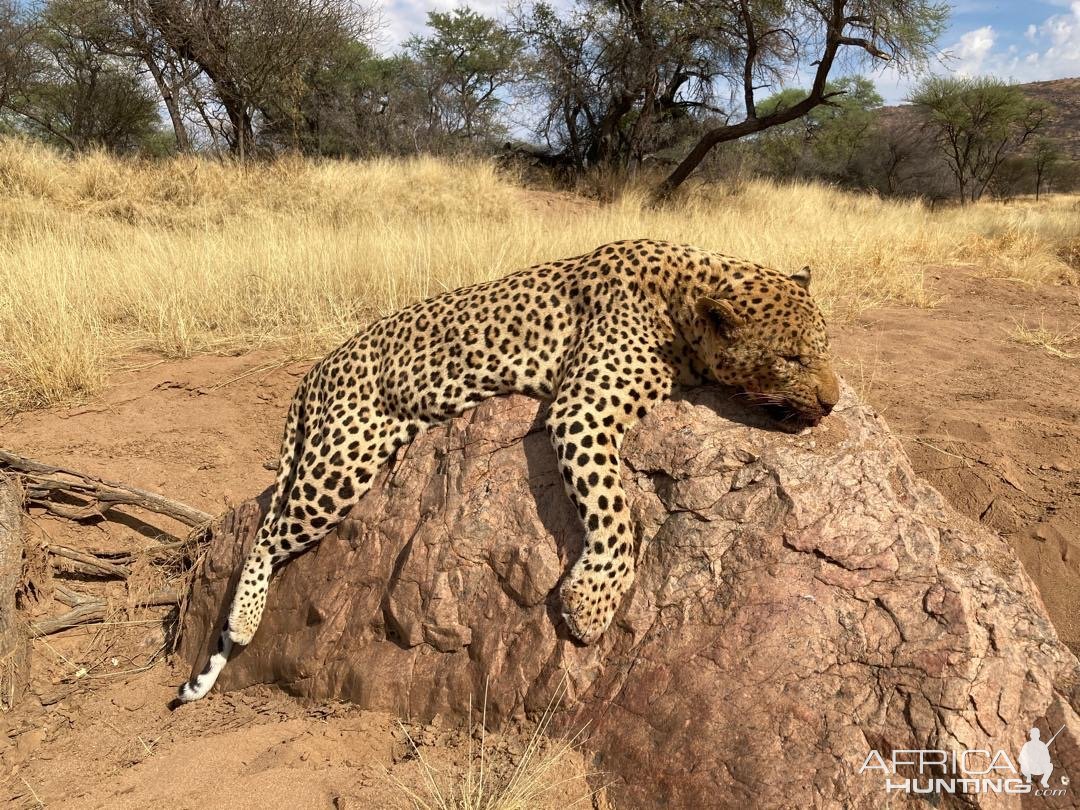 Leopard Hunt Namibia