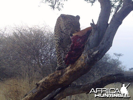 Leopard Hunt Namibia