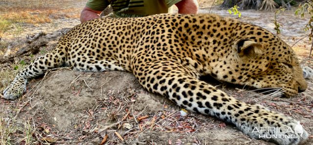 Leopard Hunt Tanzania Selous