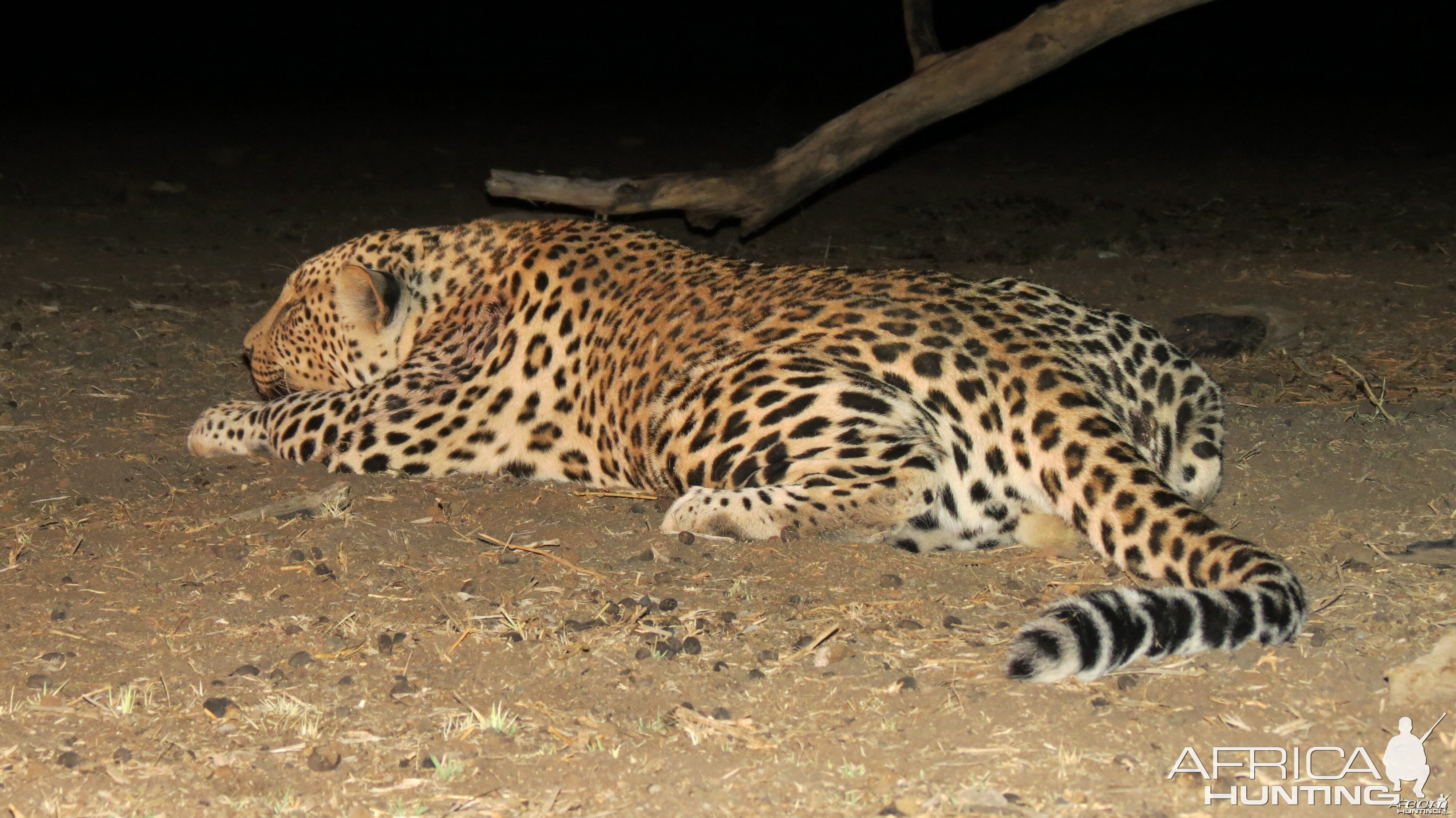 Leopard hunted with Ozondjahe Hunting Safaris in Namibia