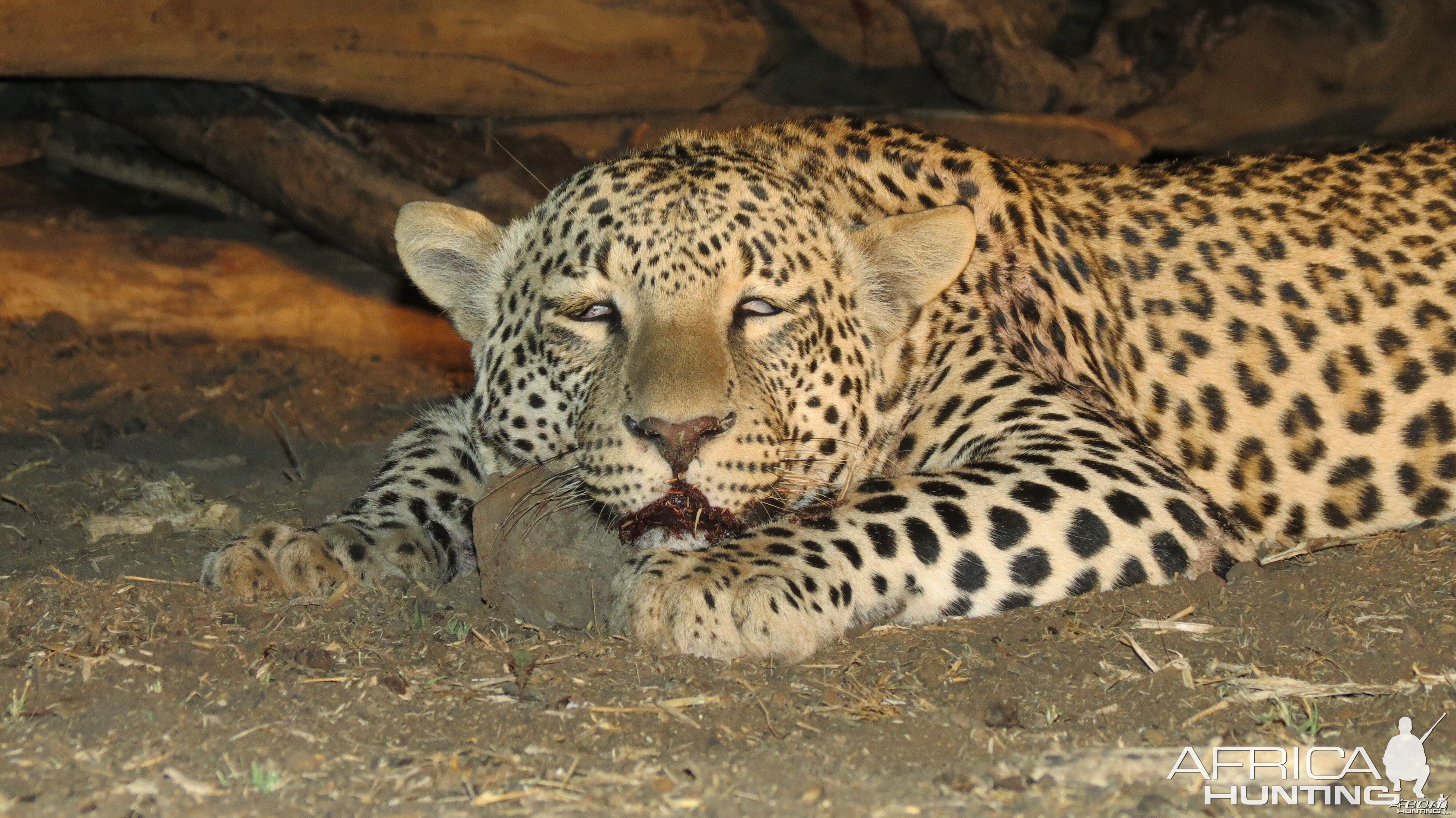 Leopard hunted with Ozondjahe Hunting Safaris in Namibia