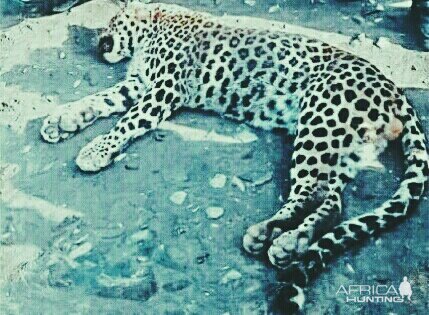 Leopard Hunting India