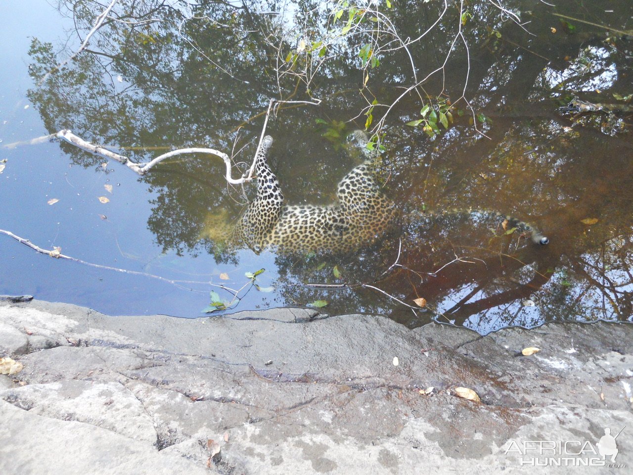 Leopard Hunting Mozambique