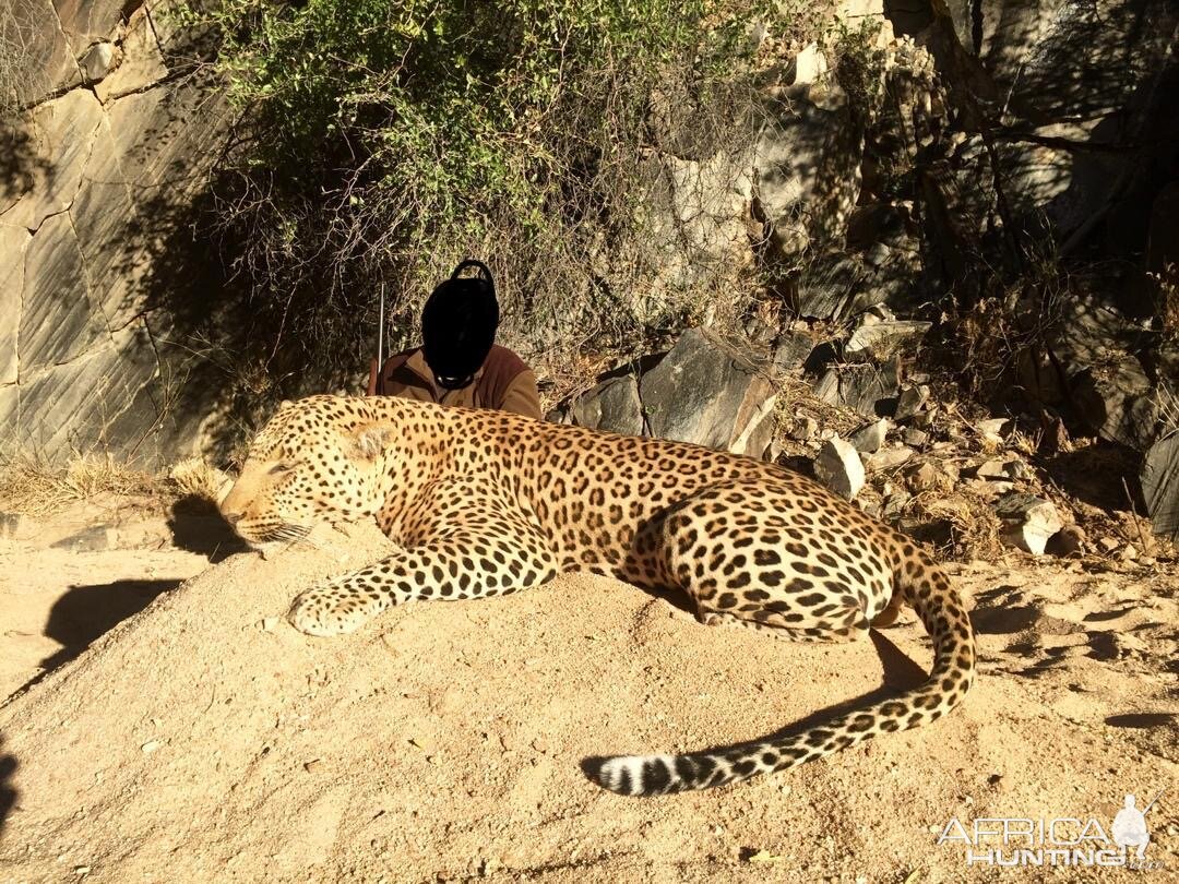 Leopard Hunting Namibia