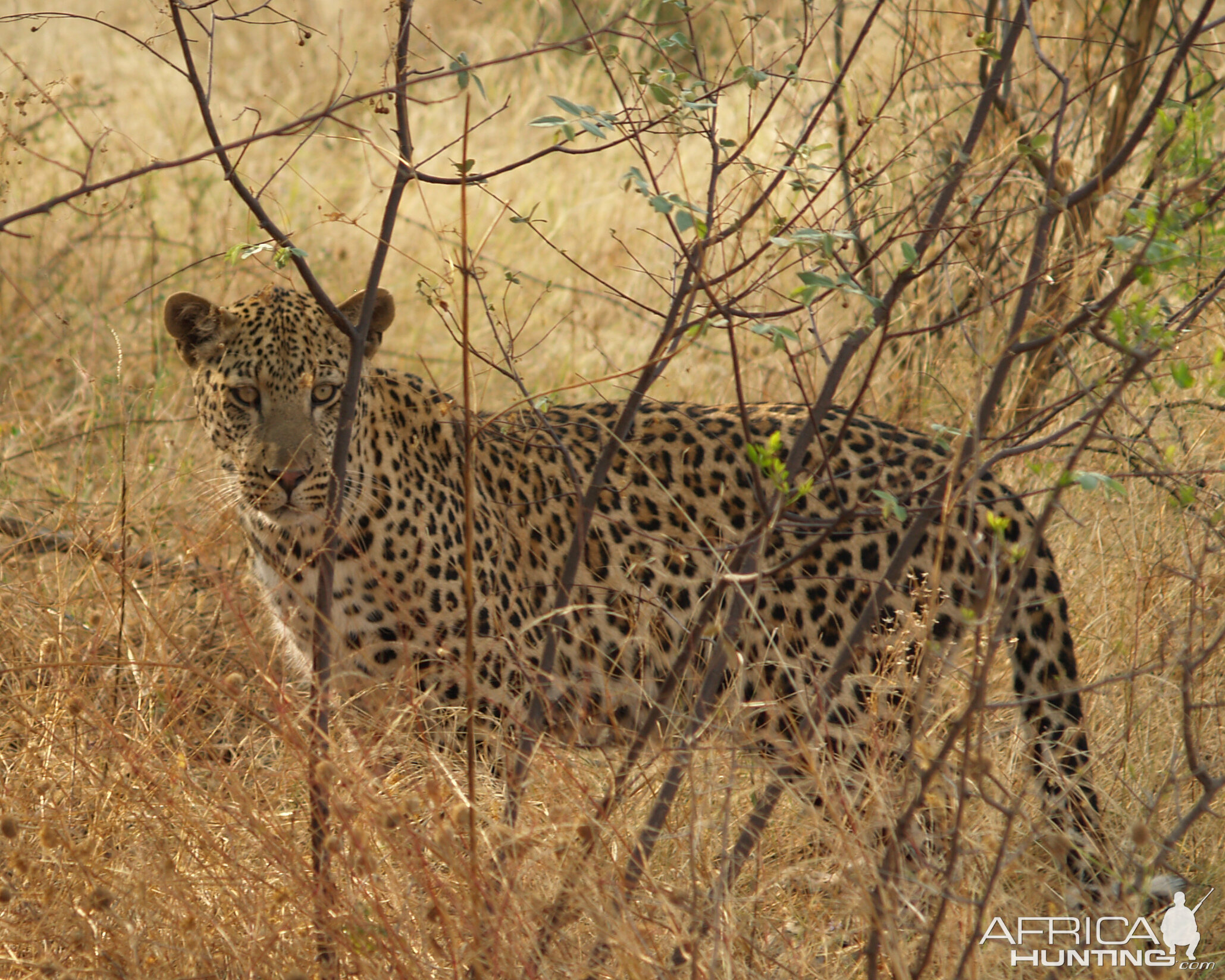 Leopard in Namibia
