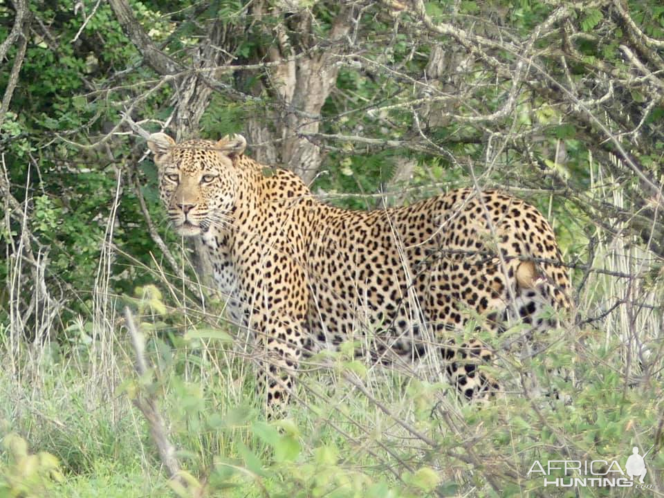 Leopard in the Kruger National Park South Africa