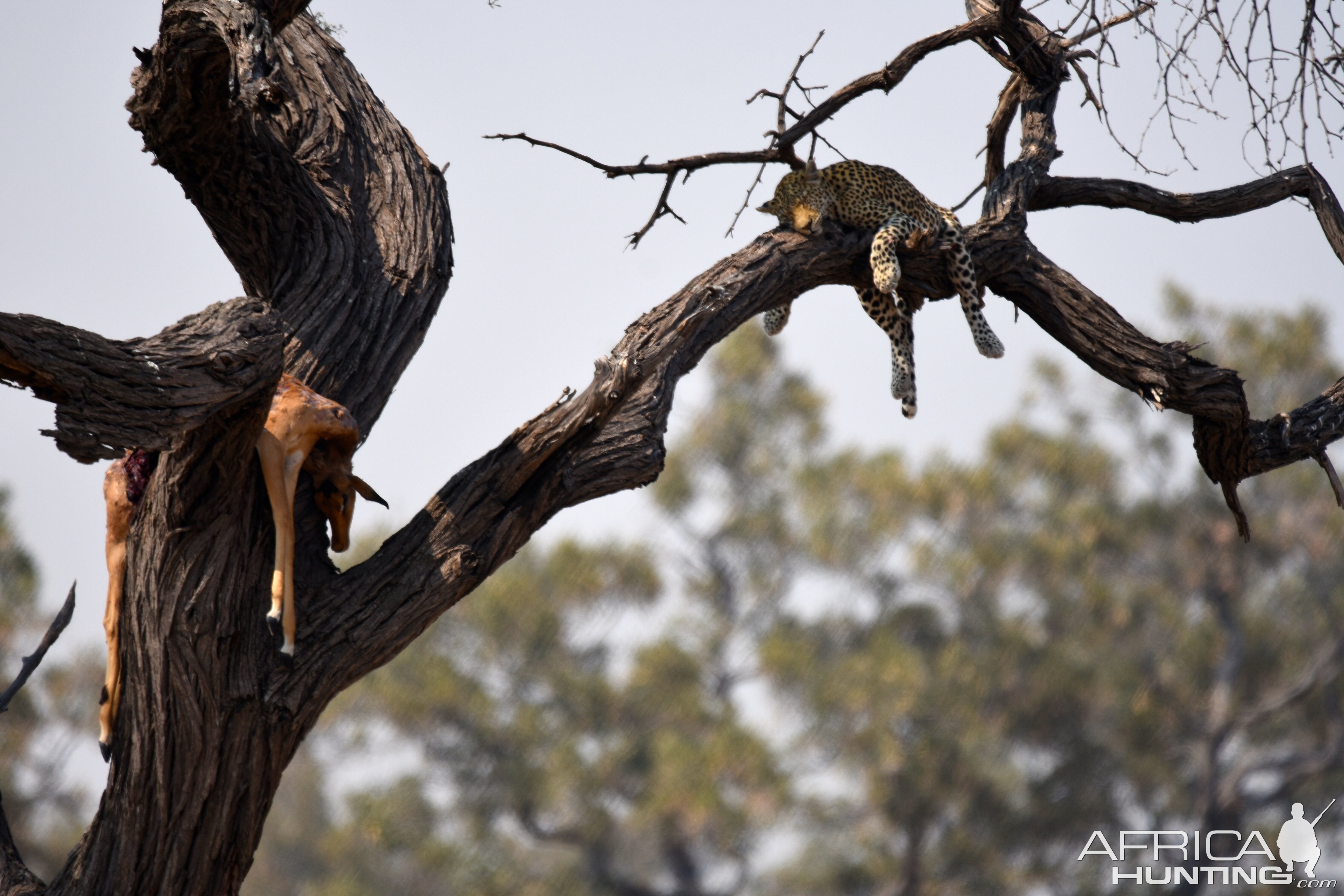 Leopard in tree with his catch Botswana