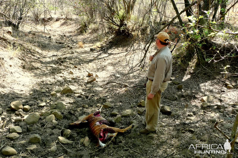 Leopard kill