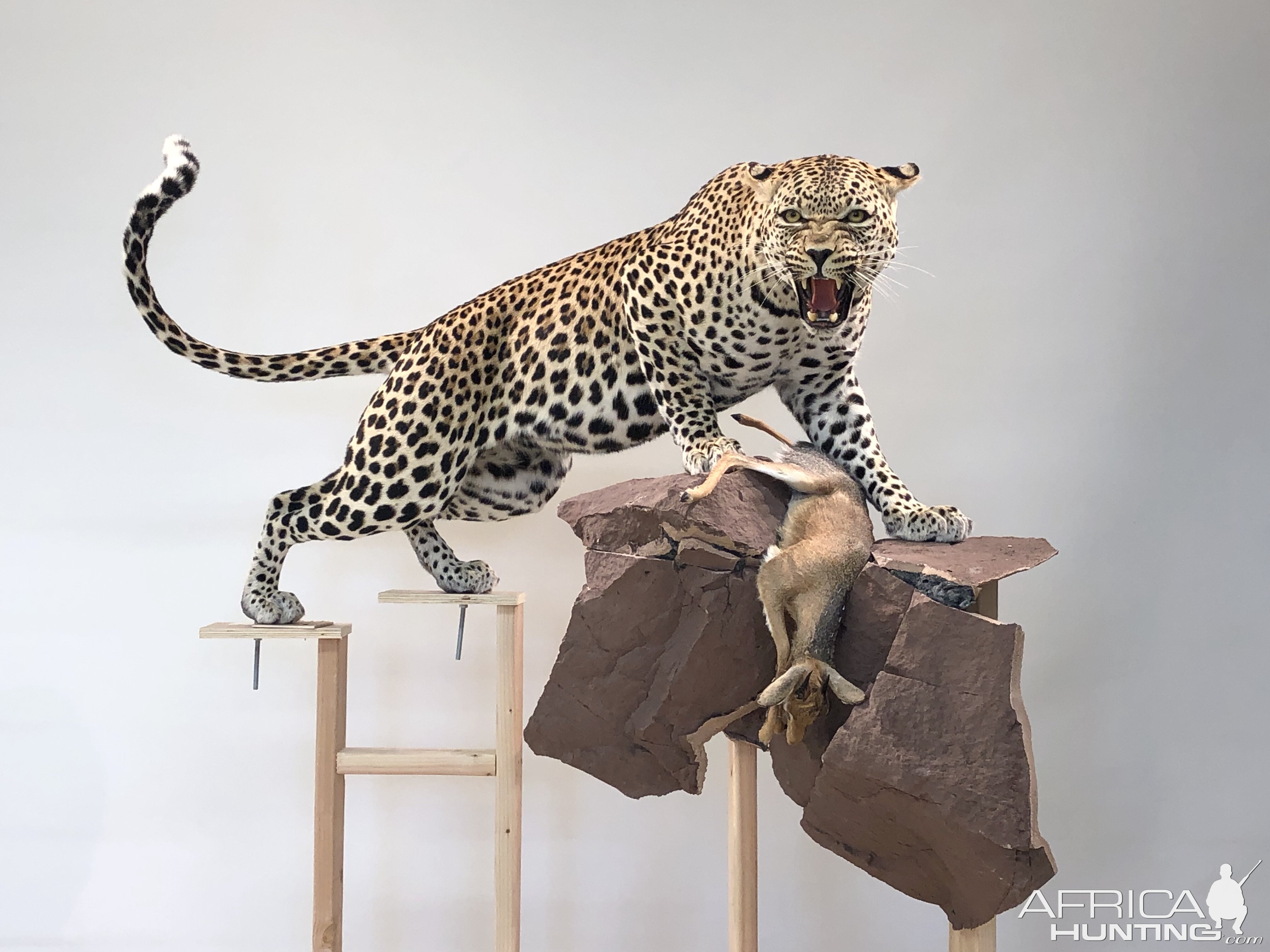 Leopard Mount Taxidermy Process