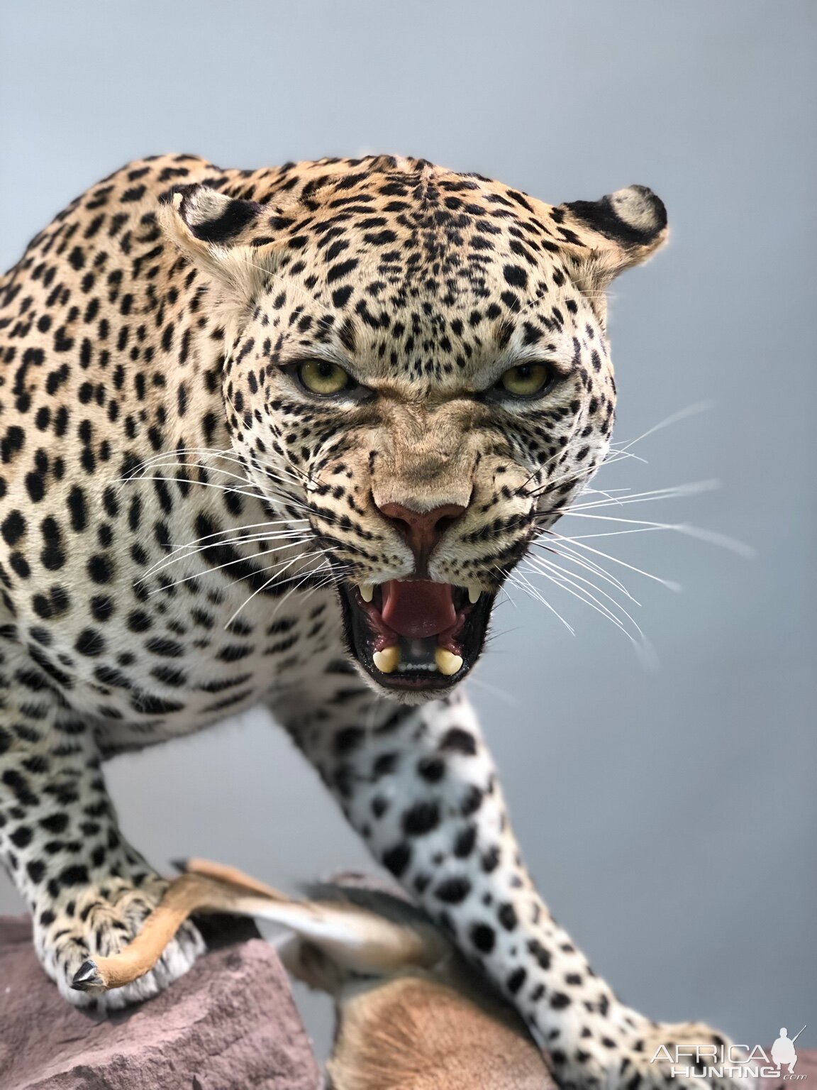 Leopard Mount Taxidermy Process