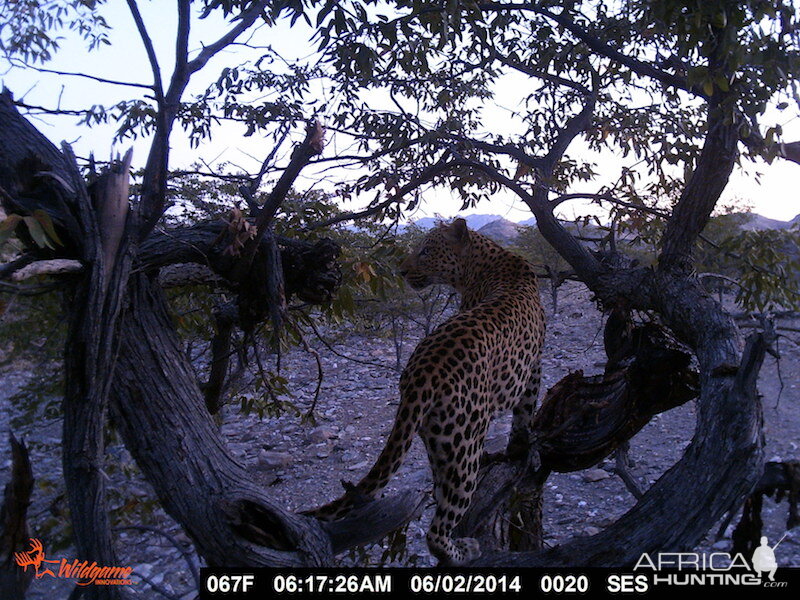 Leopard Nambia Trail Cam