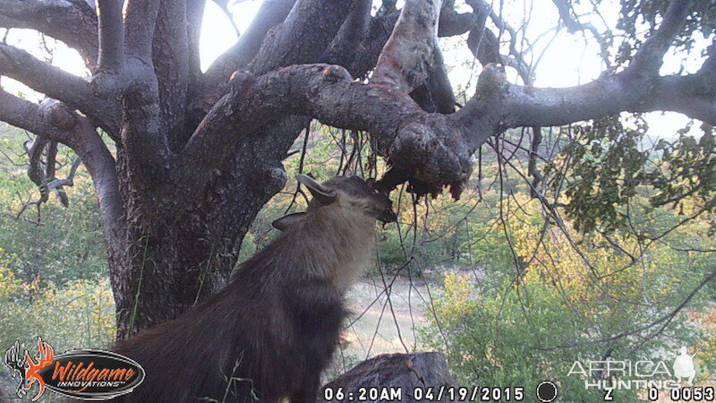 Leopard Nambia Trail Cam