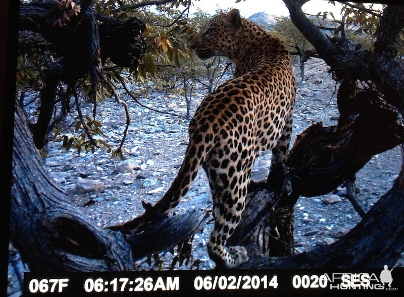 Leopard Namibia Trail Cam