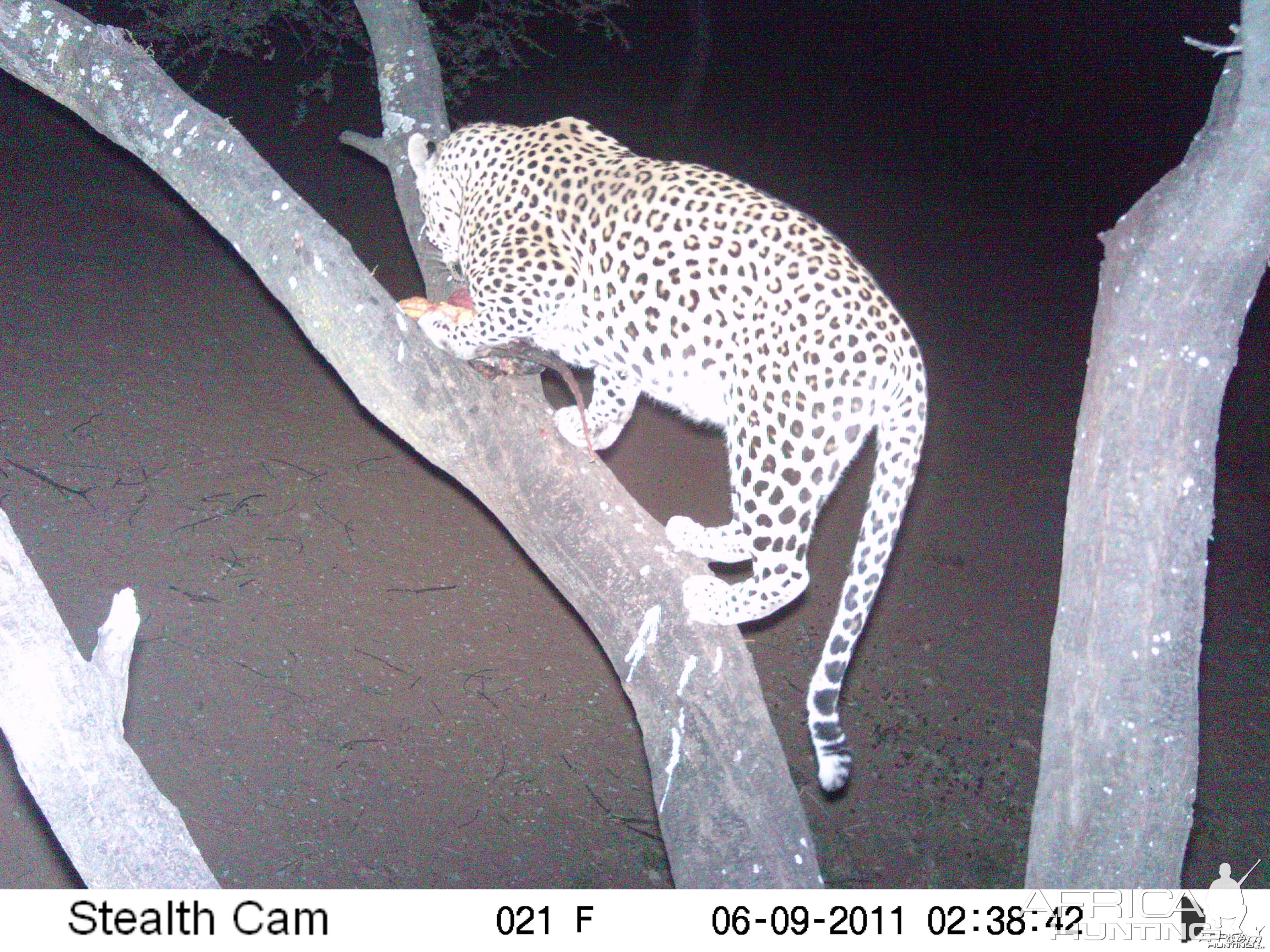 Leopard Namibia