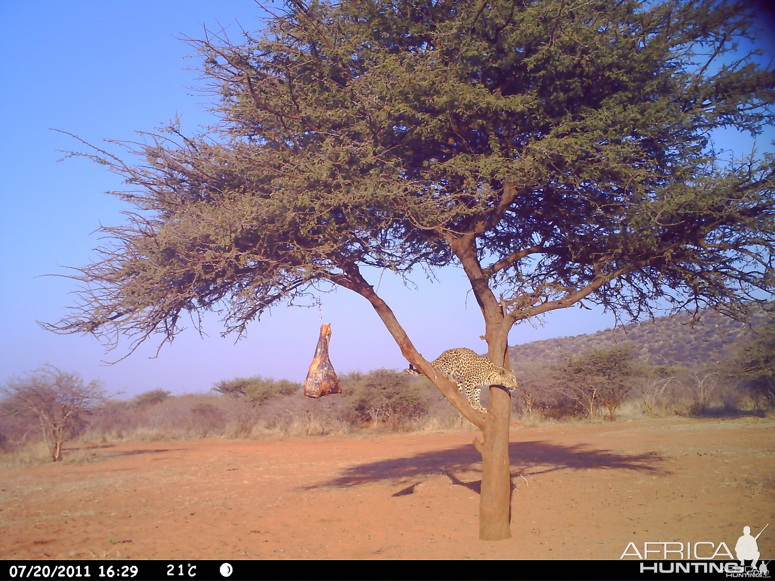 Leopard Namibia