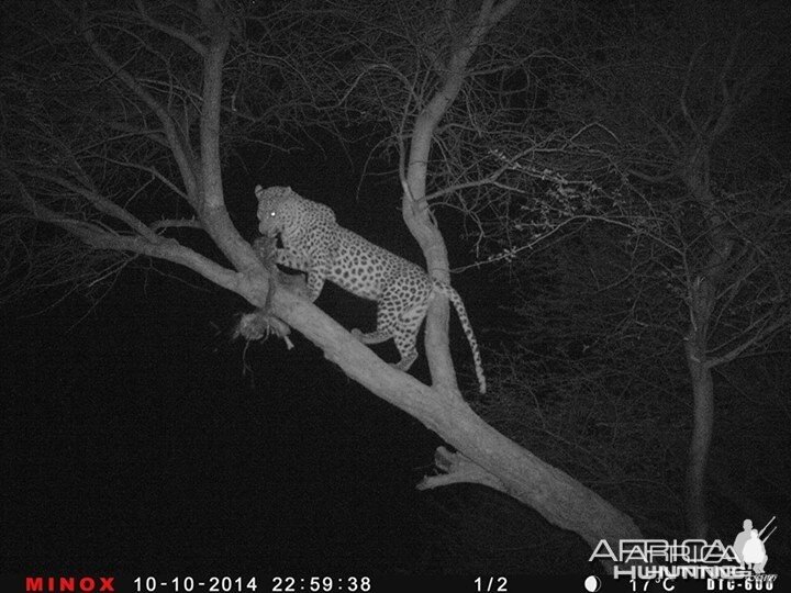 Leopard Namibia