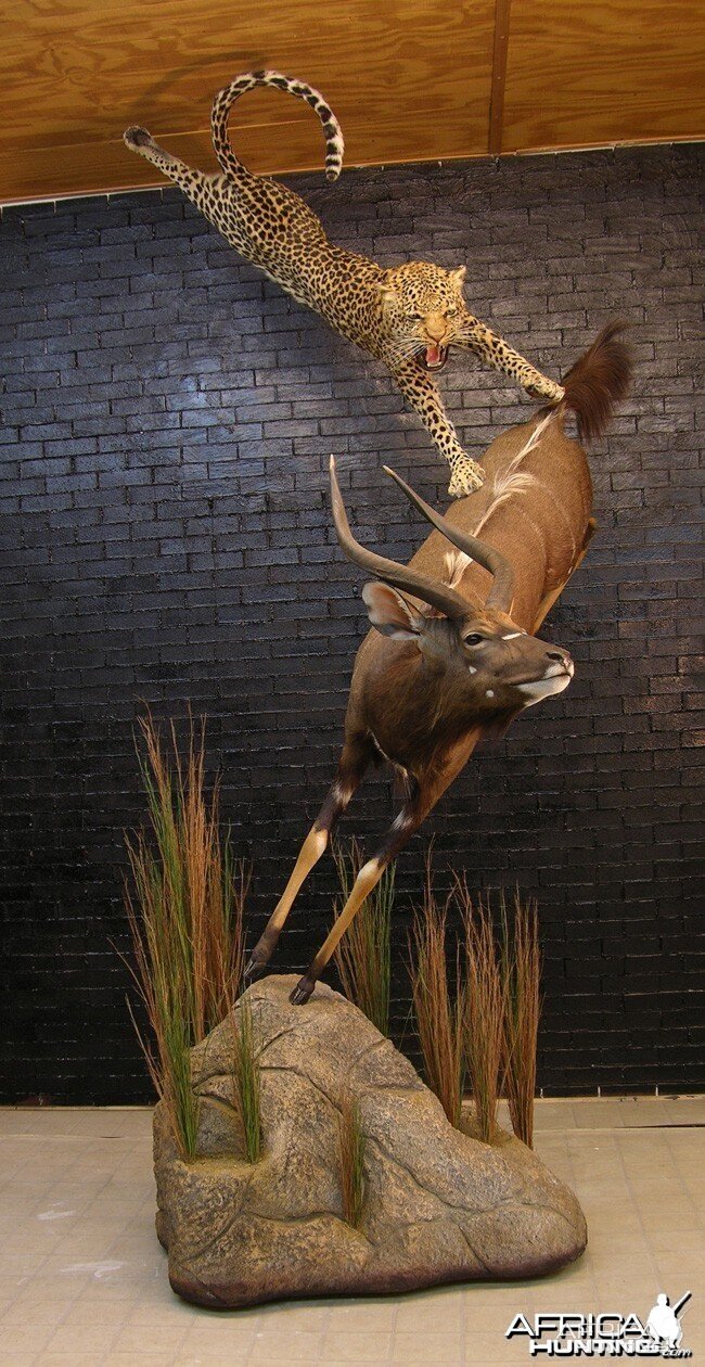 Leopard Nyala taxidermy scene by The Artistry of Wildlife