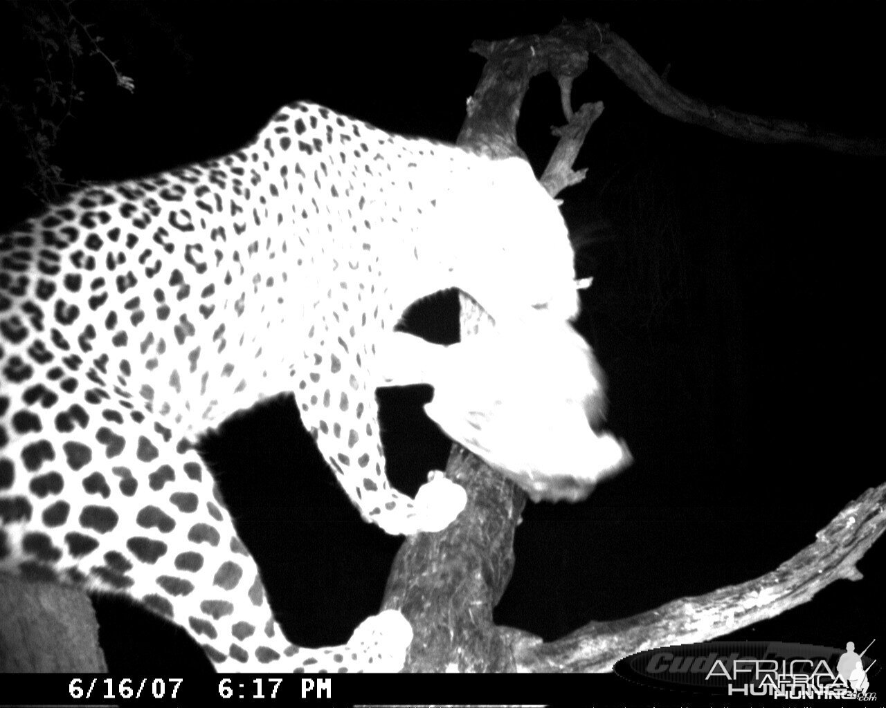 Leopard on Bait at Ozondjahe Safaris Namibia