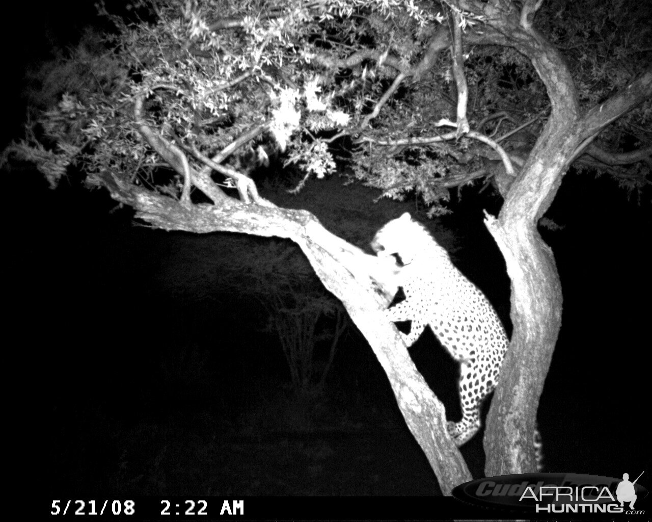 Leopard on Bait at Ozondjahe Safaris Namibia