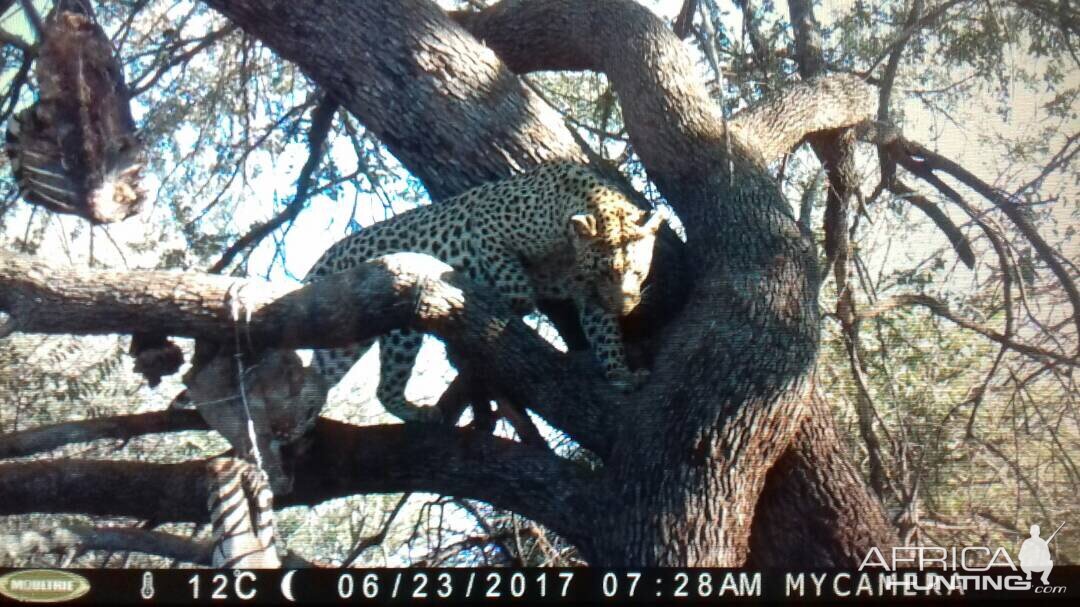 Leopard on bait Namibia