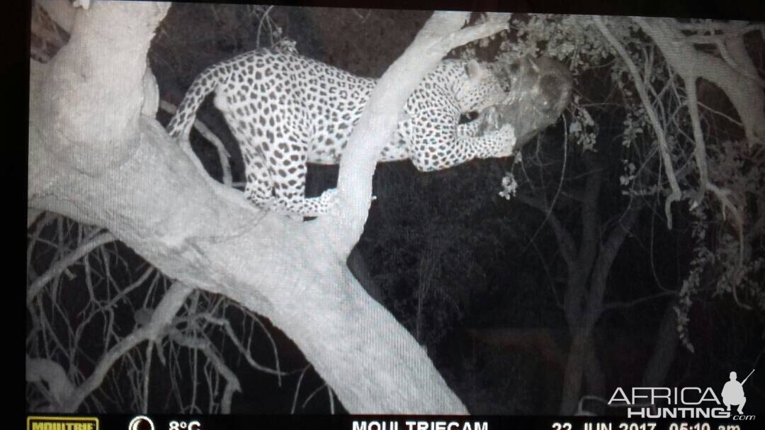 Leopard on bait Namibia