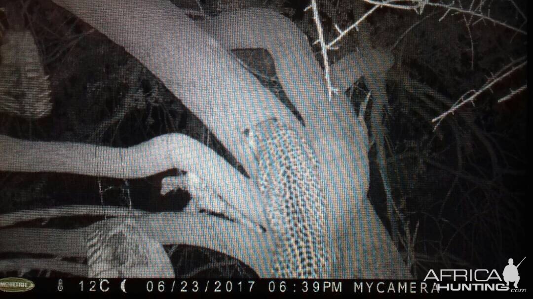 Leopard on bait Namibia