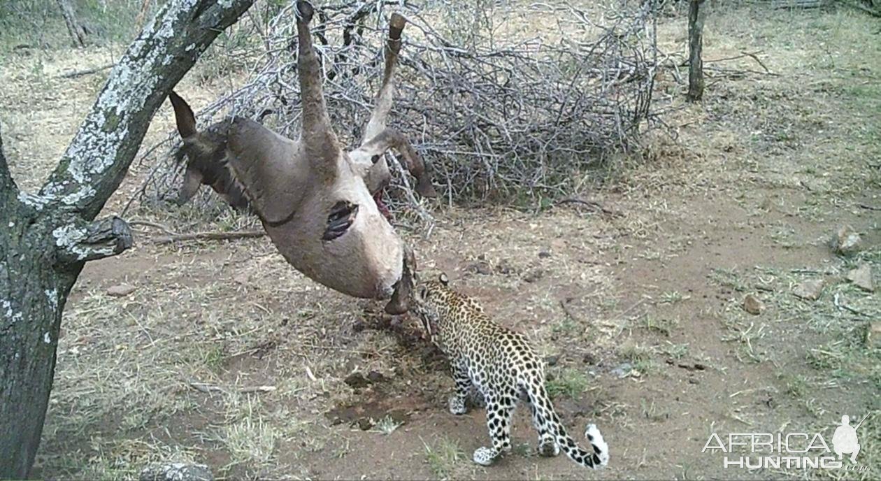 Leopard on bait