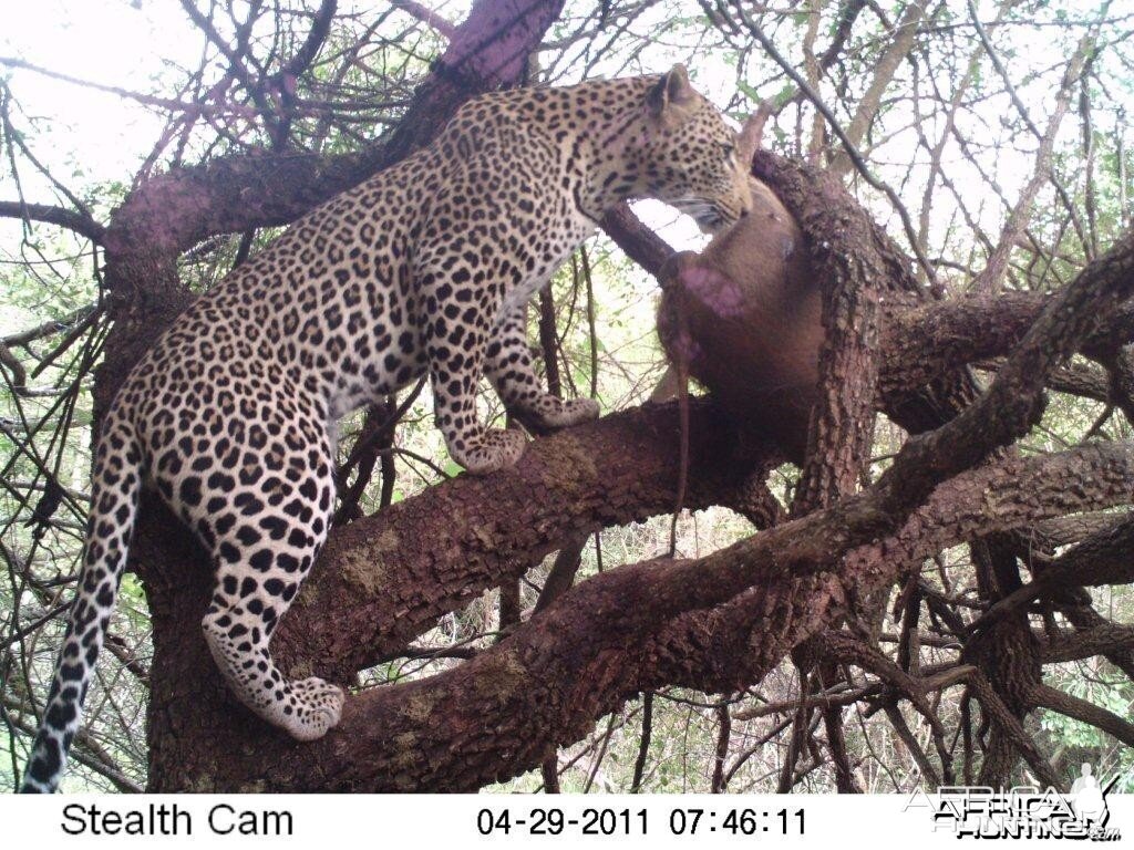 Leopard on bait