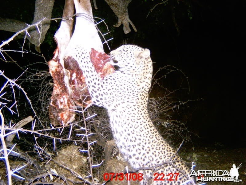 Leopard on bait