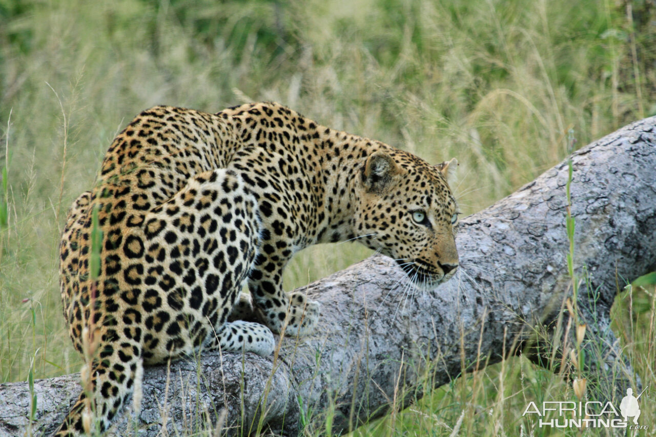 Leopard on Photo Safari in South Africa