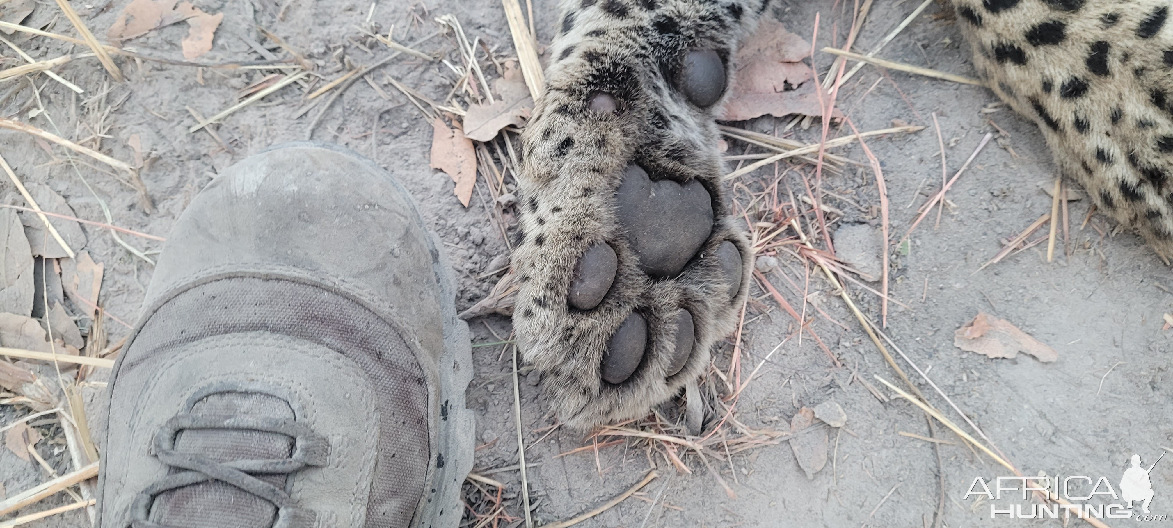 Leopard Paw Tanzania