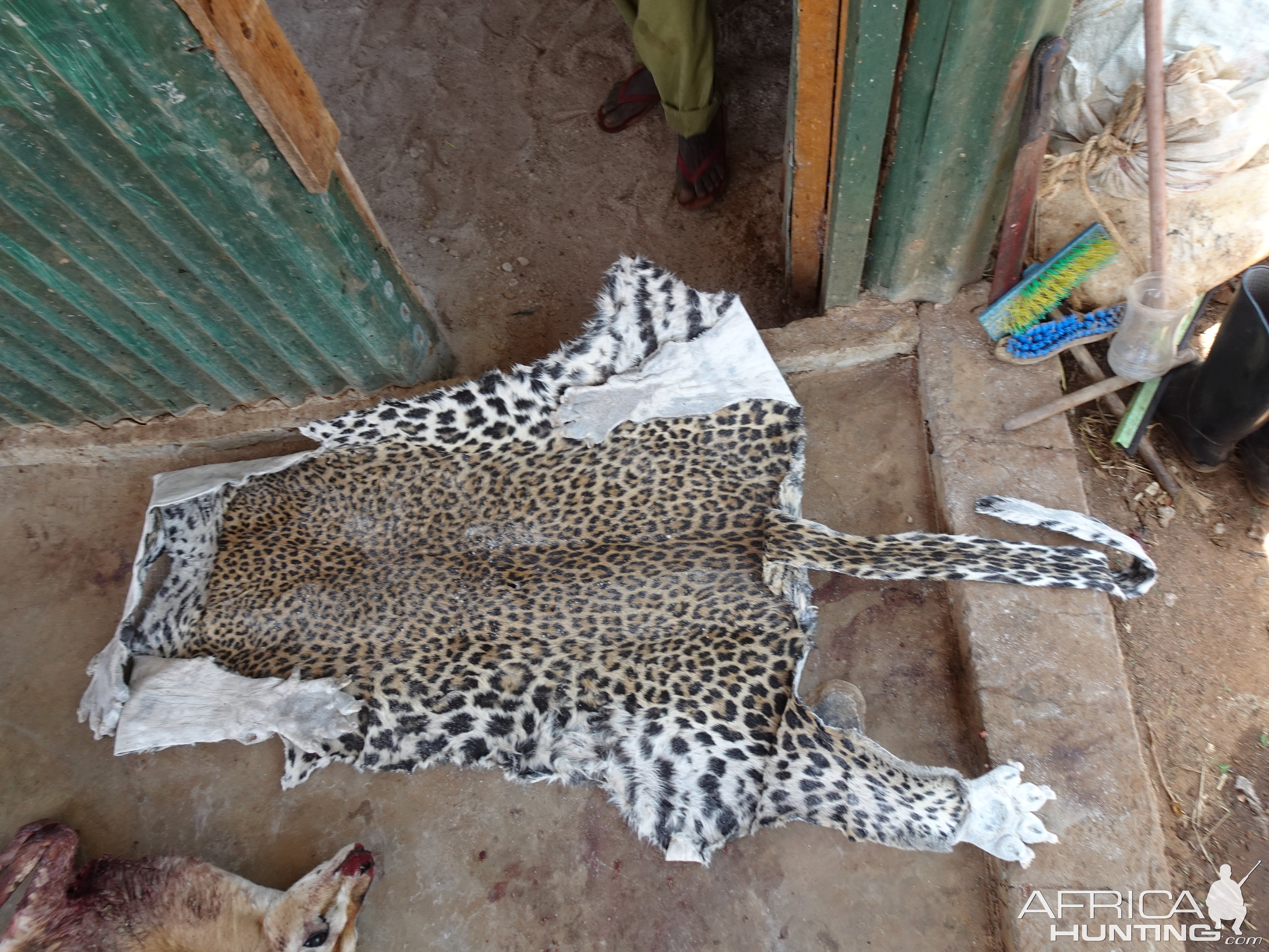 Leopard Skin Skulls Tanzania