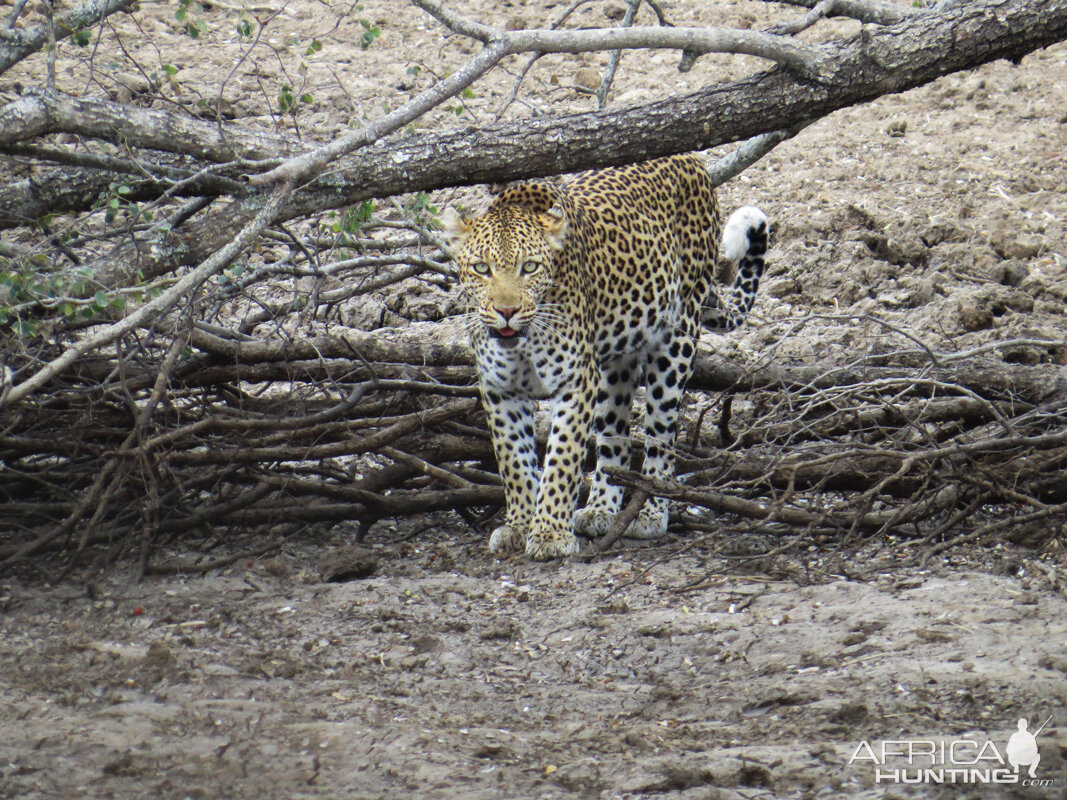 Leopard South Africa Bos en Dal Safaris