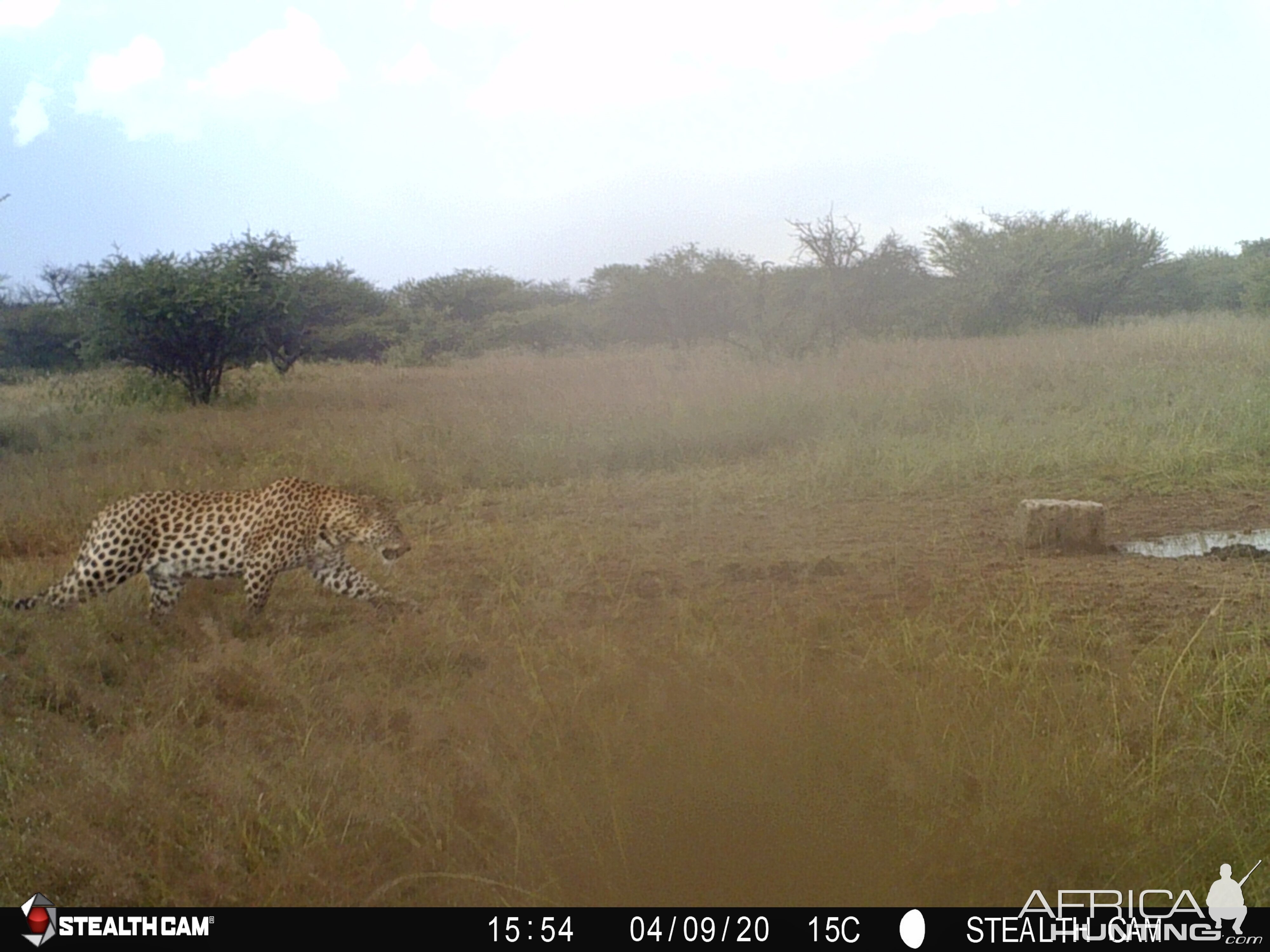 Leopard strolling by