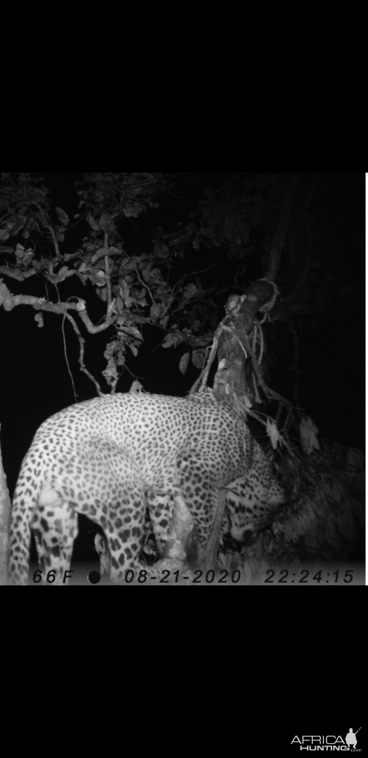 Leopard Tanzania