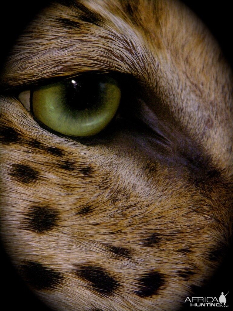 Leopard Taxidermy Close Up!