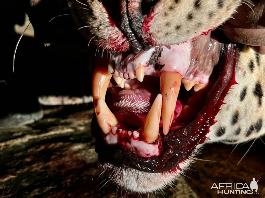 Leopard Teeth Tanzania