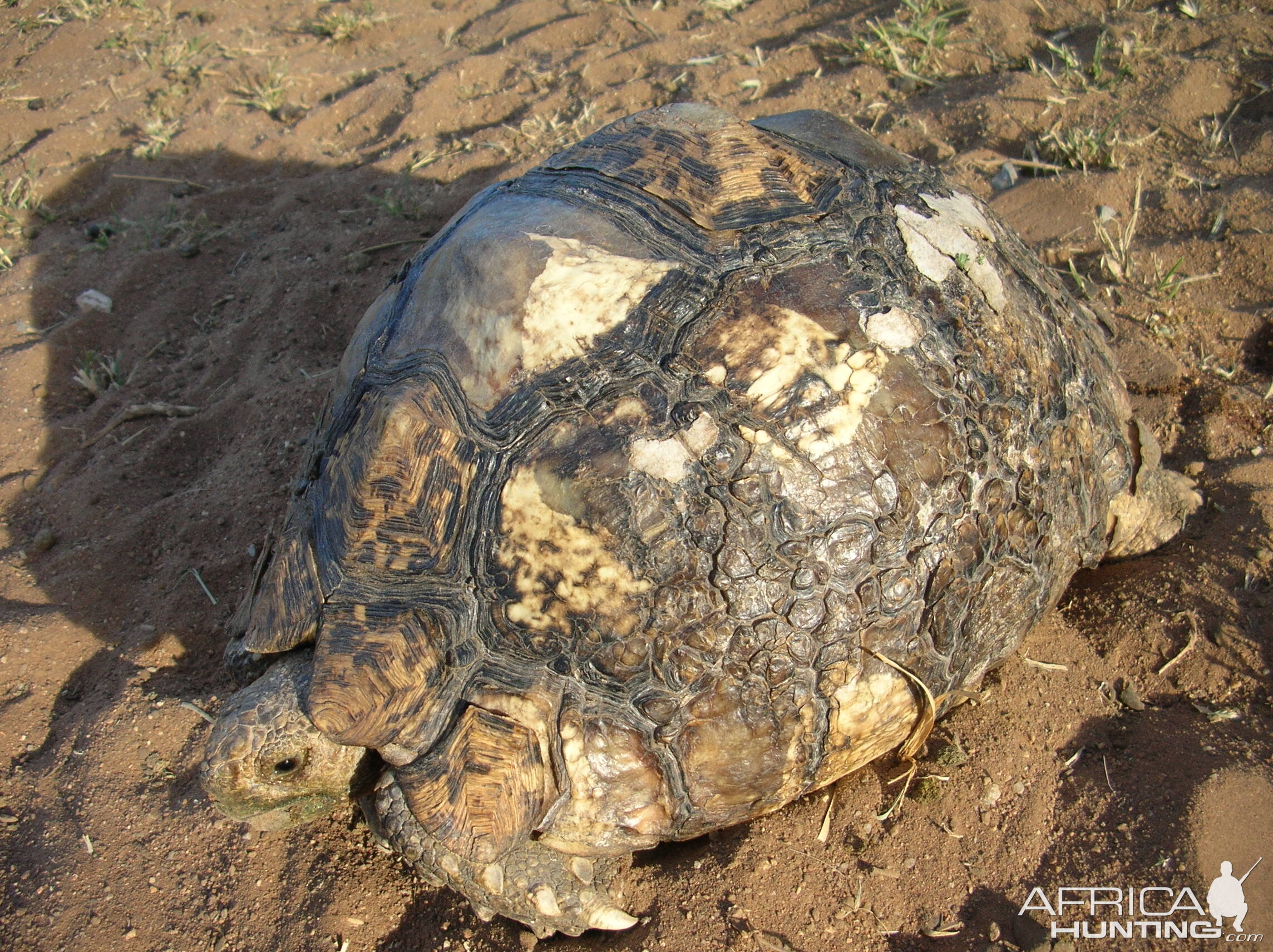 Leopard Tortoise in Namibia