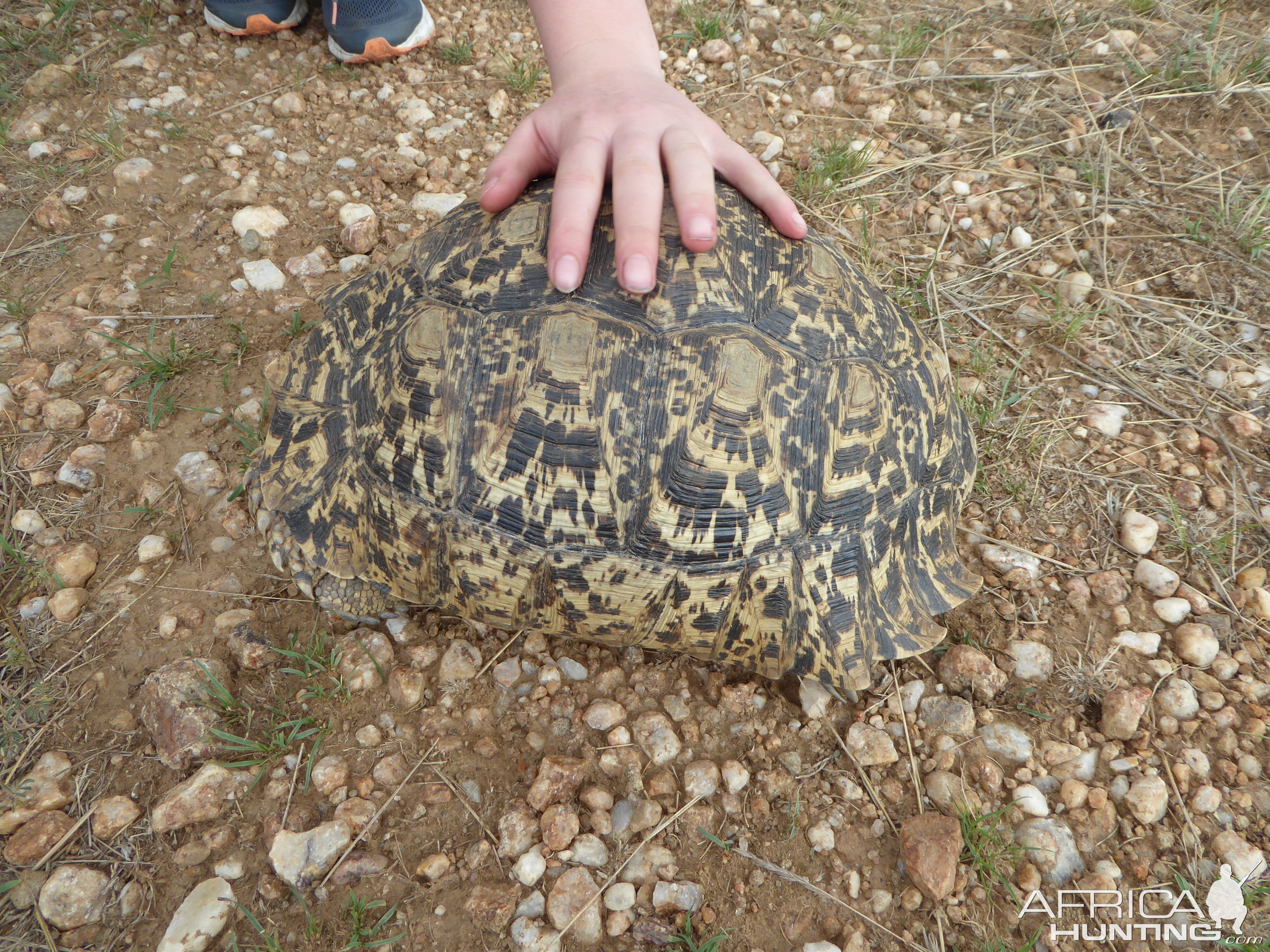 Leopard Tortoise