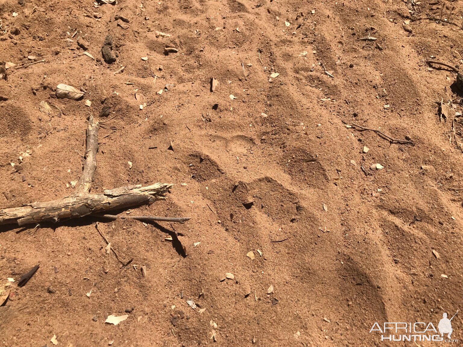 Leopard Track South Africa