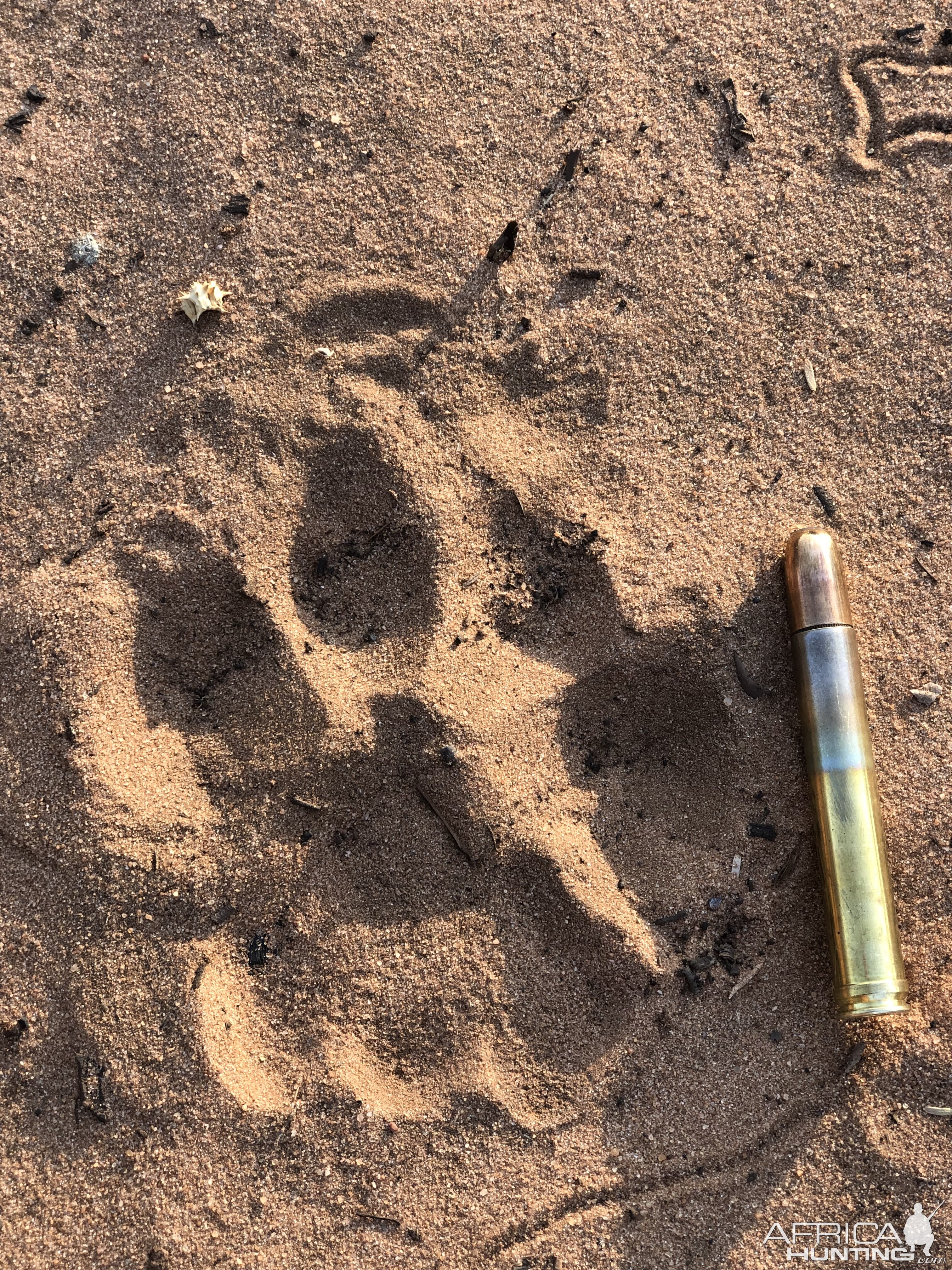 Leopard Track South Africa