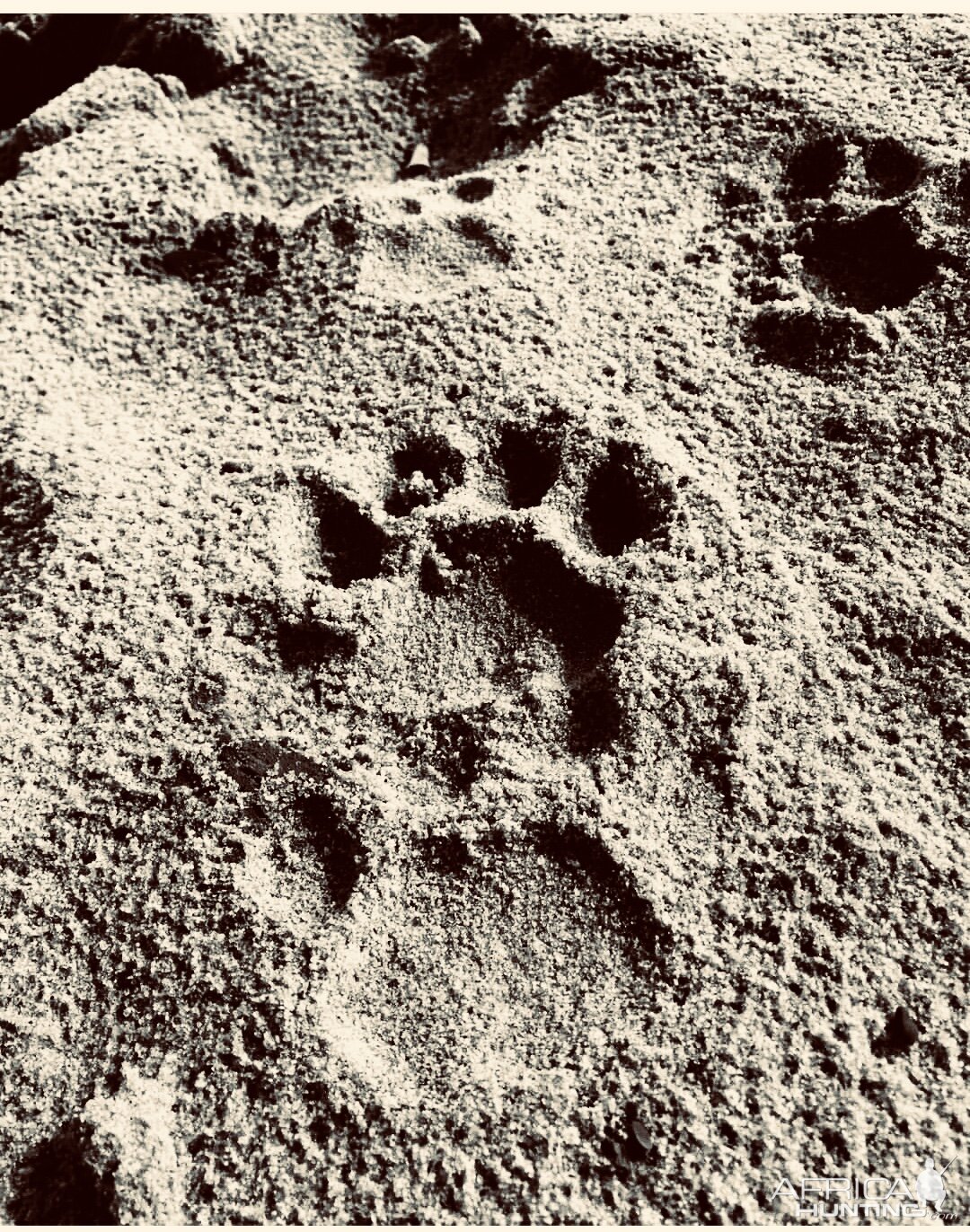 Leopard Track