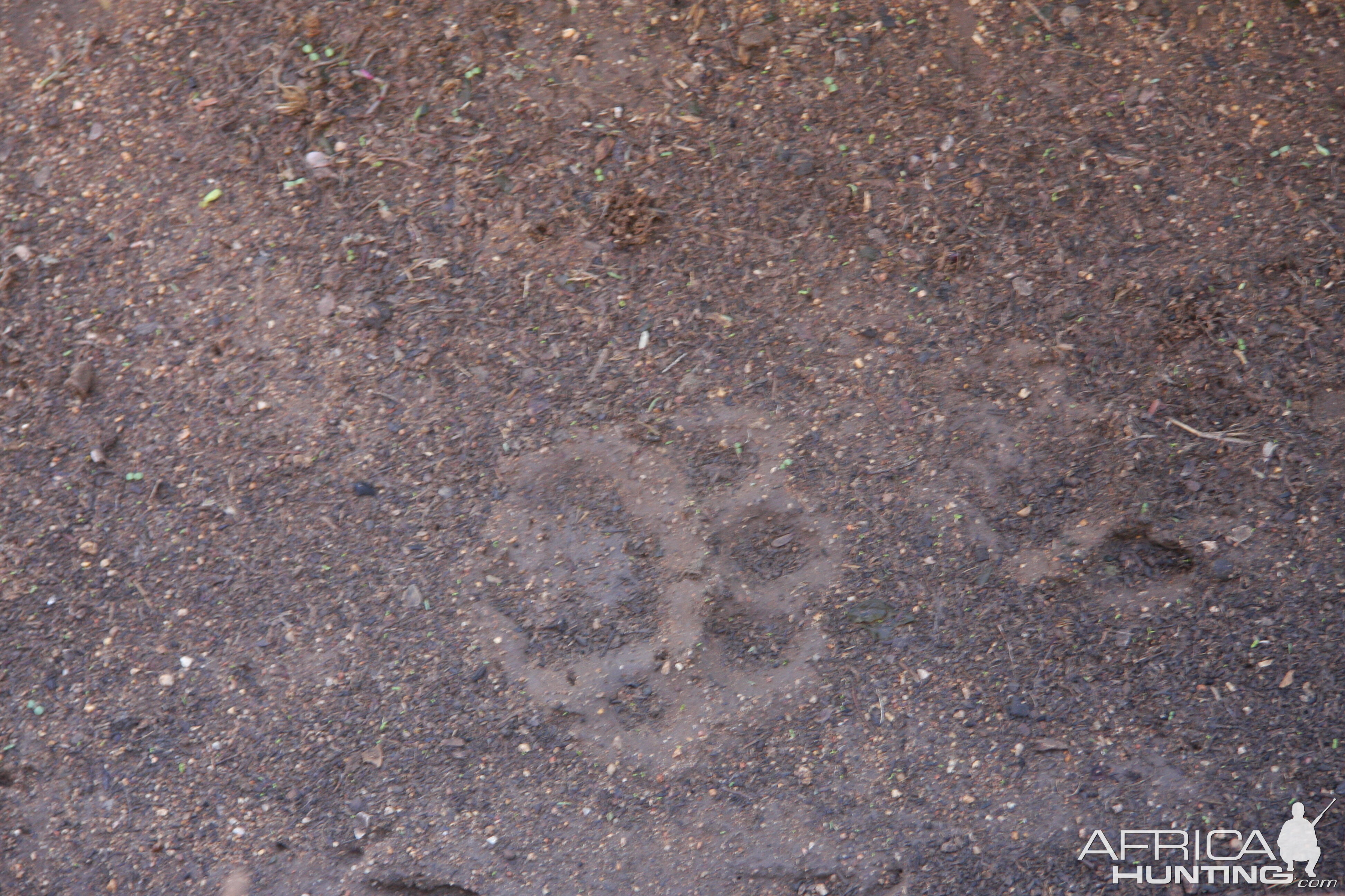 Leopard tracks after the rain Namibia