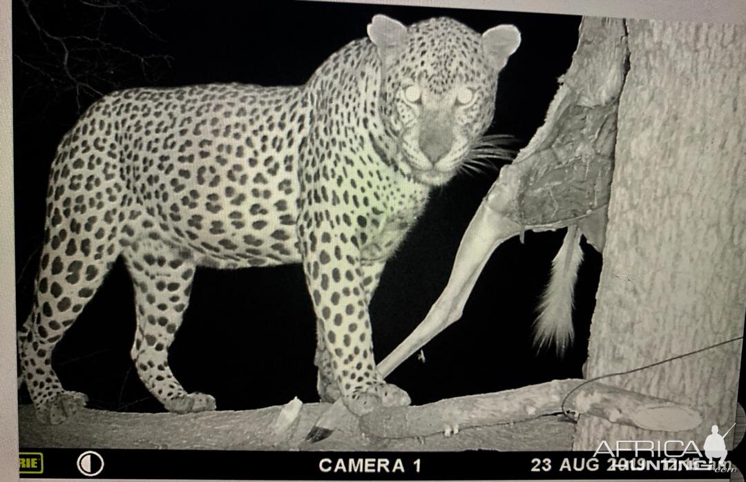 Leopard Trail Cam Pictures Namibia