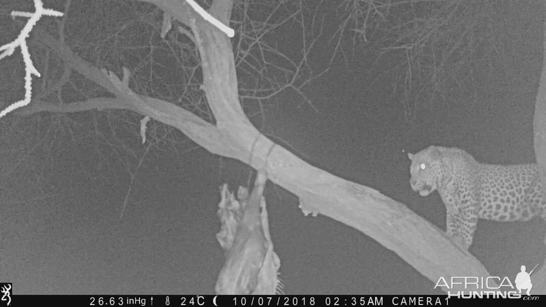 Leopard Trail Cam Pictures Namibia