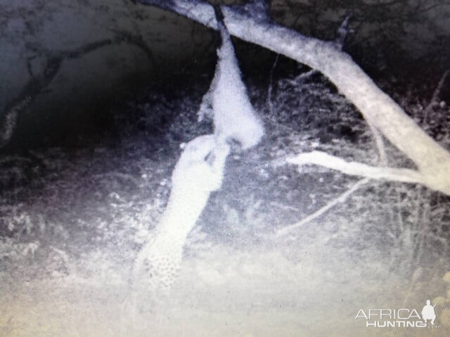 Leopard Trail Cam Pictures Namibia