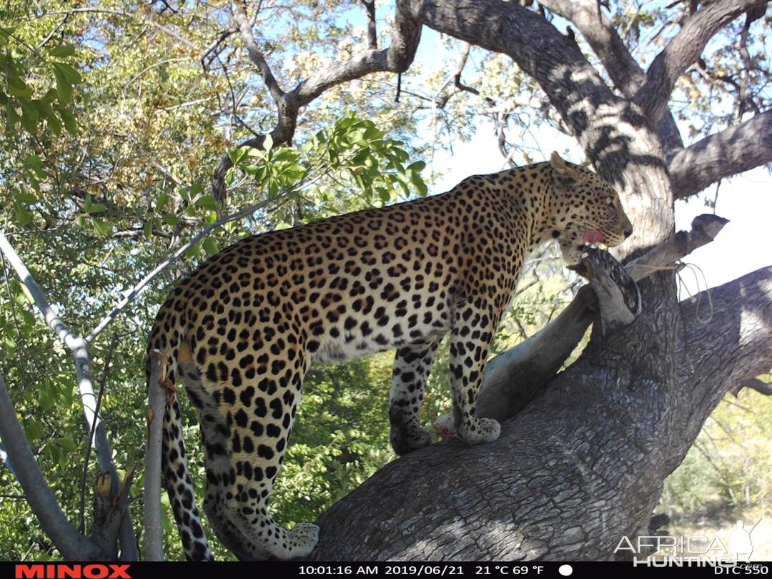 Leopard Trail Cam Pictures Namibia